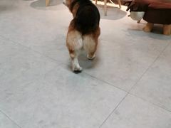 -汪说·狗咖(旺城大厦店)