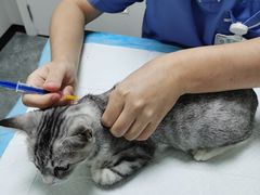 -东莞宠友24H宠物中心医院·转诊夜诊·异宠(新河北路院)