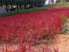 -羊亭河湿地公园