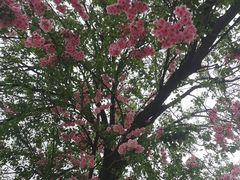 -祥源·阜阳生态乐园