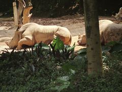 -熊猫自助餐厅.萌趣城堡(长隆熊猫酒店)
