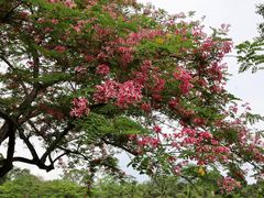 -中国科学院西双版纳热带植物园