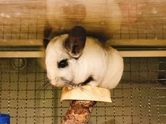 -藦茜花园宠物主题亲子互动体验馆(国顺东路店)