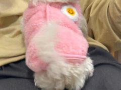 -瑞鹏宠物医院·骨科·猫科·内科(第一中心)