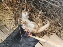 -爱侣宠医·鹦鹉专科·小型哺乳类·异宠专科(灵石路店)