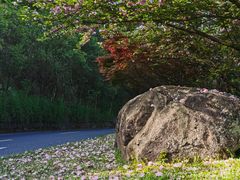 -老淳安—伴山伴湖(千岛湖开元度假村店)