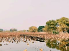 -长兴太湖图影湿地文化园