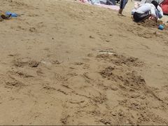 -碧海金沙