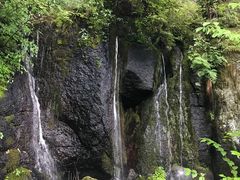 -望天鹅景区