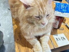 -猫小院猫主题餐厅(南锣旗舰店)