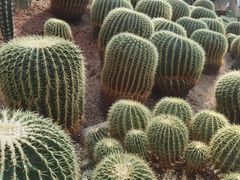 -南山植物园