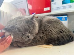 -中农大我爱我爱动物医院·核磁CT·猫病·24小时夜诊中心(石佛营店)
