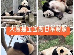 -都江堰中华大熊猫苑