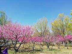 -石家庄市植物园