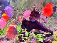 -上海海洋水族馆