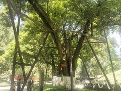 -武侯墓风景区
