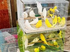 -中环花鸟鱼虫市场
