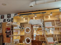 -平行世界·猫咖(首经贸店)