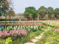 -天适樱花悠乐园