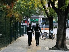 -三里屯东五街银杏大道