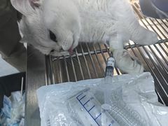 -A猫a狗全科·犬猫异宠·芥西宠物医院(南开总院)