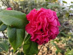 -八大山人梅湖景区