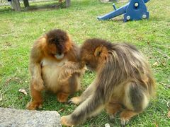 -大连森林动物园