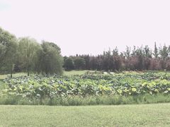 -苏州金鸡湖大酒店
