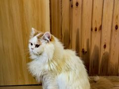 -猫的茶·猫咖