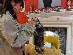 -猫色咖啡·猫咖