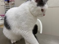 -爱诺耐芙动物医院(万博店)