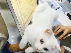 -喵的天空名猫咖啡馆·撸猫·猫舍·用品
