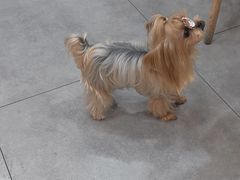 -帕帕拉兹宠物(亚洲旗舰店)