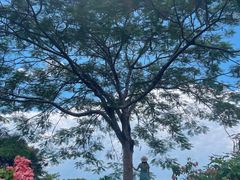 -中国科学院西双版纳热带植物园