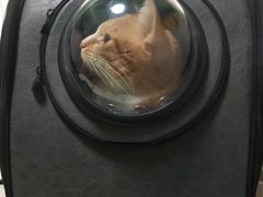 -乐派堂宠物医院·猫友好· 心脏科(东街店)
