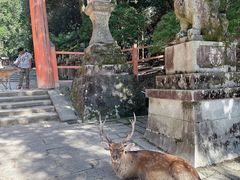 -奈良公园