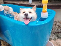 -汪说喵讲宠物乐园宠物酒店(红星美凯龙店)