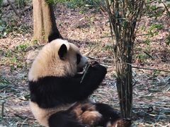 -成都动物园
