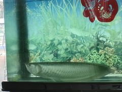 -佳明游泳馆(惠新西街南口店)