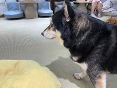 -逗柴咖啡屋·狗咖猫咖宠物桌游