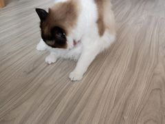 -半岛宠物医院24小时(科华中路店)