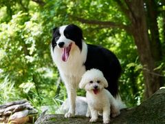 -趣玩宠物乐园寄养训犬训狗游泳池