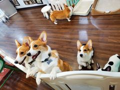 -柯斗斗主题餐厅·狗咖·围炉煮茶·茶饮(国瑞升平里店)