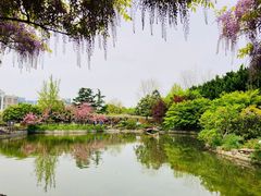 -嘉定紫藤园