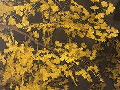 -九庄火锅(龙游店)