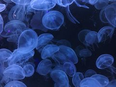 -海合安青岛极地海洋公园