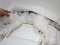 -北京观赏动物医院·24小时大型综合·猫专科·异宠专科