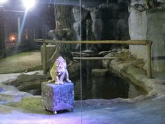 -清迈夜间动物园