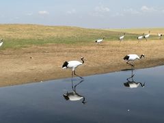 -黑龙江扎龙生态旅游区