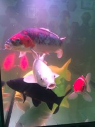 iphone_upload_pic-周忆刺青原创设计定制